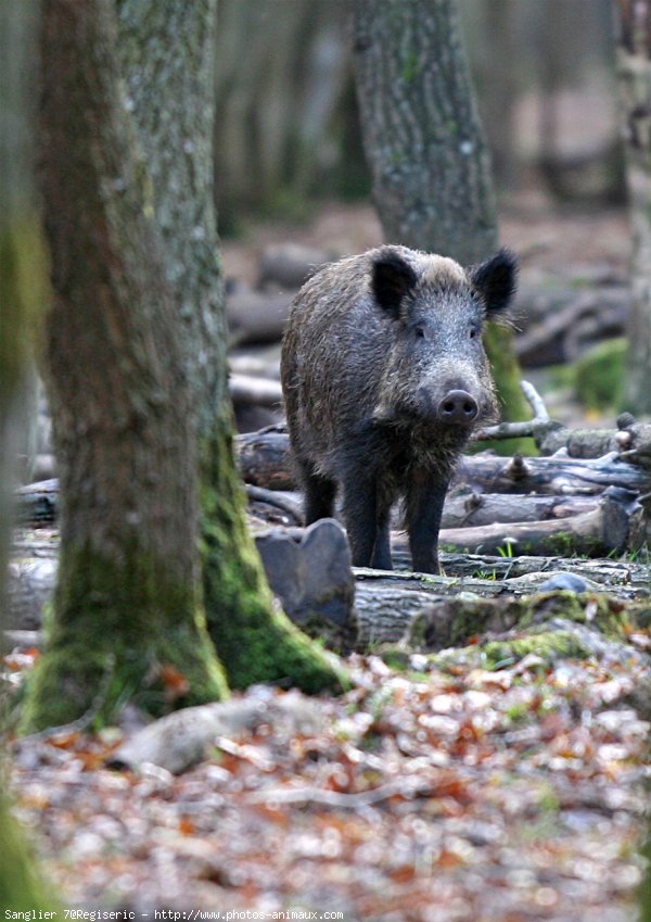  Image name: 15 Cinghiale.jpg 
 width: 600 pixel 
 height: 849 pixel 
 Size: 107221 bytes 
 Click to enlarge 